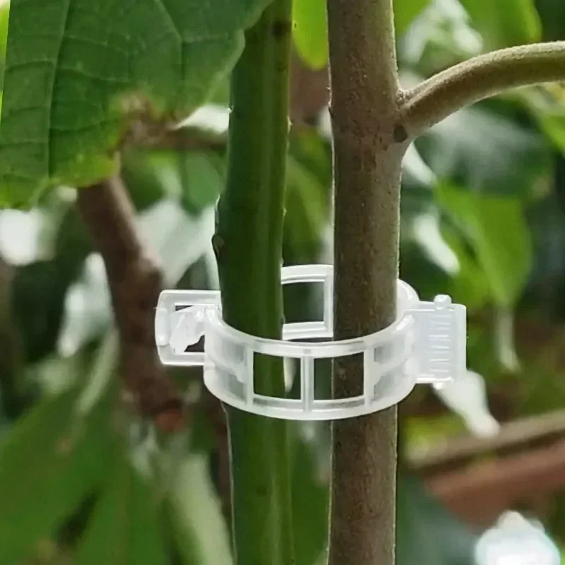 50-300PCS Plant Support Clips  - Gardening Tools Holder ulasan dan harga