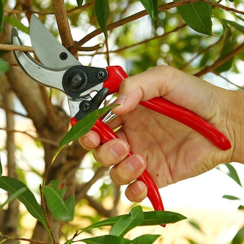 Premium Grafting Pruning Shear - Gardening Tools Quality ulasan dan harga
