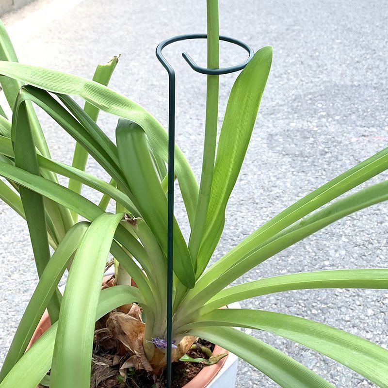 1-10pcs Metal Single Stem Plan - Gardening Tools Holder ulasan dan harga